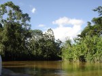 The Amazon region of Ecuador is characterized by a vibrant and diverse indigenous ecology. However, the region has lost nearly 20% of its natural cover within the last fifty years.