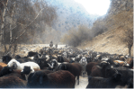 Livestock production, mostly of sheep and goats,  is a critical aspect of the local economy